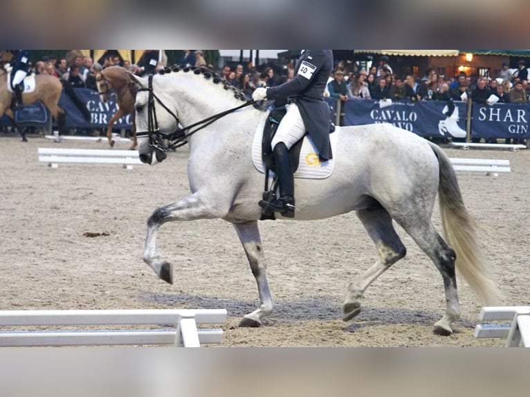 Lusitanos Hengst 8 Jahre 175 cm Schimmel in NAVAS DEL MADRONO