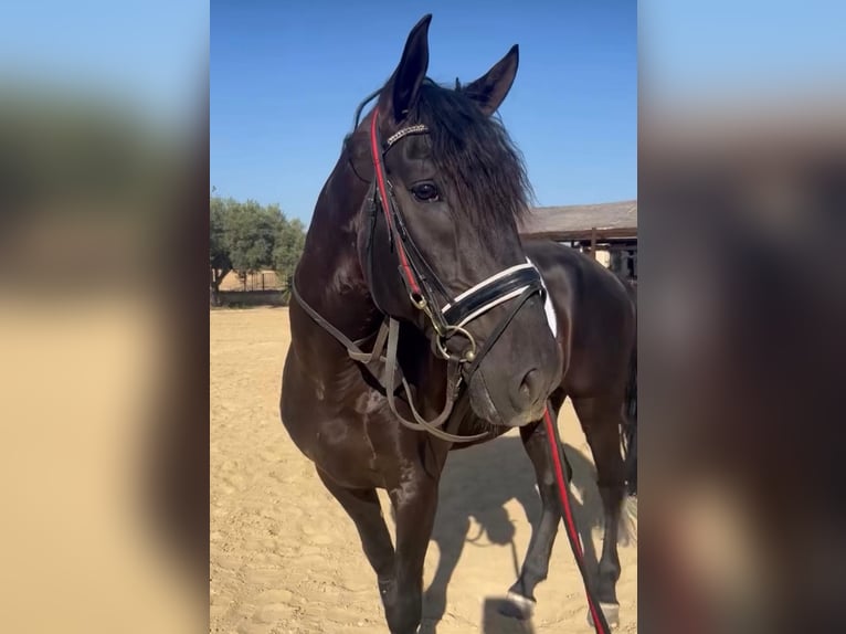 Lusitanos Hengst 8 Jahre 176 cm Rappe in Alicante/Alacant