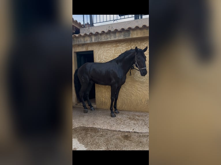 Lusitanos Hengst 8 Jahre 176 cm Rappe in Alicante/Alacant