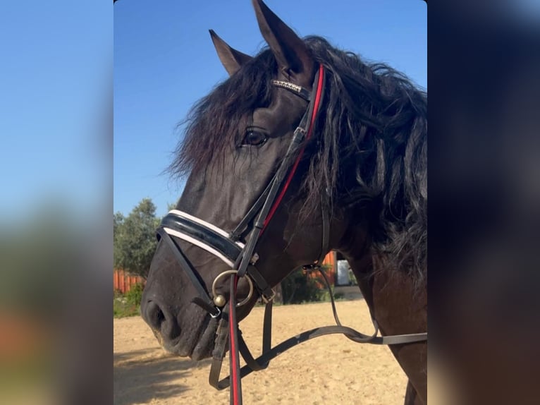 Lusitanos Hengst 8 Jahre 176 cm Rappe in Alicante/Alacant