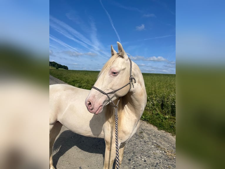 Lusitanos Mix Hengst 9 Jahre 146 cm Perlino in Waldbrunn (Westerwald)