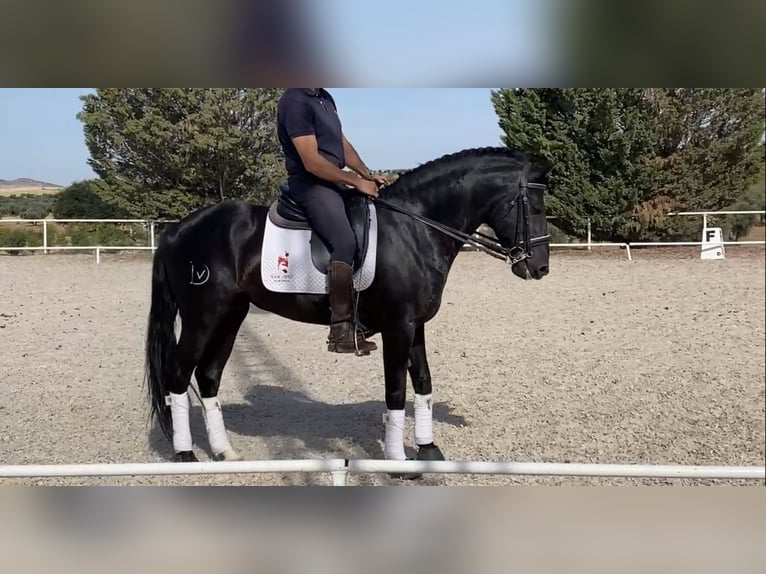 Lusitanos Hengst 9 Jahre 160 cm Rappe in Arevalo