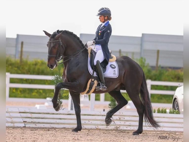 Lusitanos Hengst 9 Jahre 162 cm Rappe in Lissabon