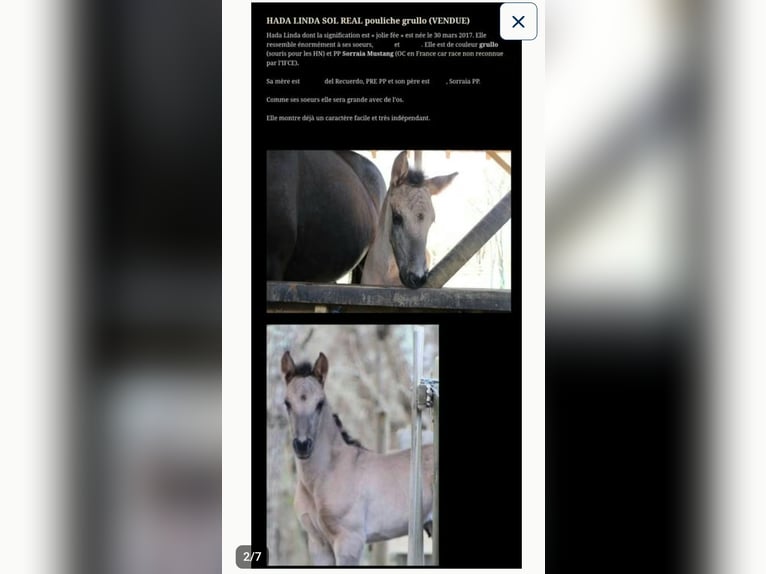 Lusitanos Hengst 9 Jahre 162 cm Rappe in Gent