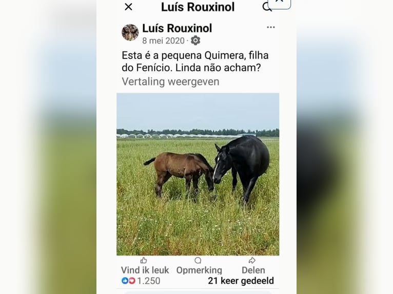 Lusitanos Hengst 9 Jahre 162 cm Rappe in Gent