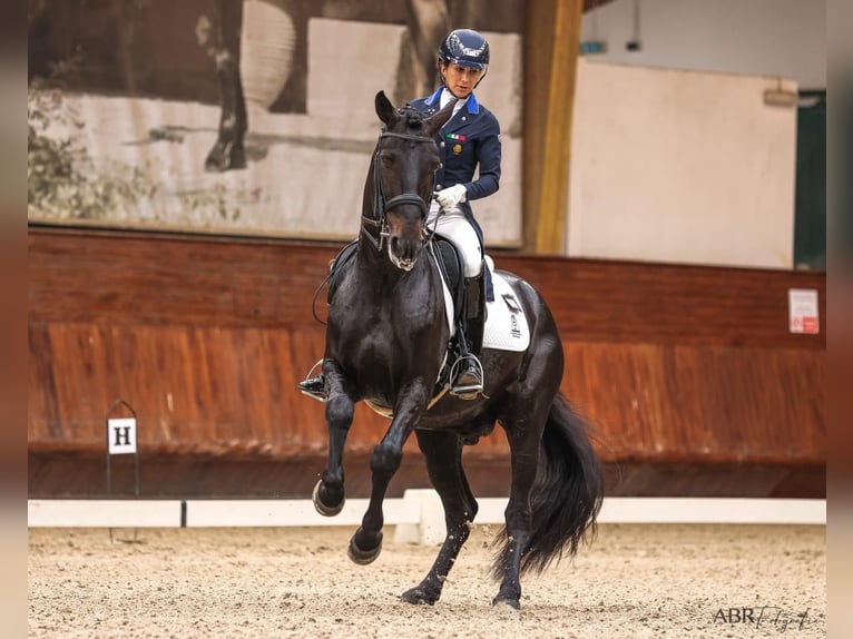 Lusitanos Hengst 9 Jahre 162 cm Rappe in Lissabon