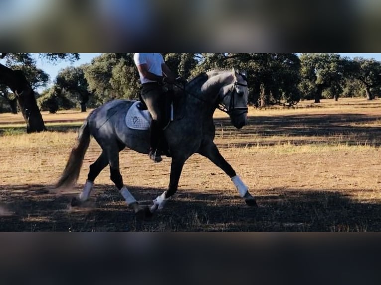 Lusitanos Hengst 9 Jahre 163 cm Schimmel in MadridMadrid