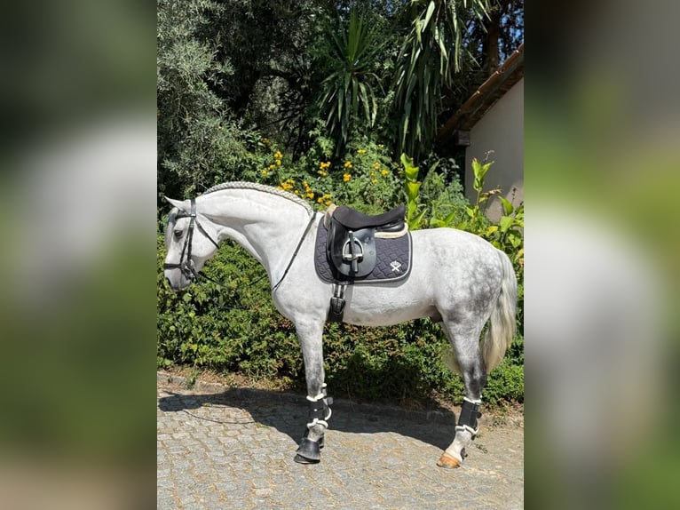 Lusitanos Hengst 9 Jahre 163 cm Schimmel in Porto