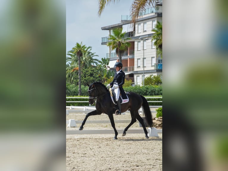 Lusitanos Hengst 9 Jahre 164 cm Rappe in Santa Perpetua de Mogoda