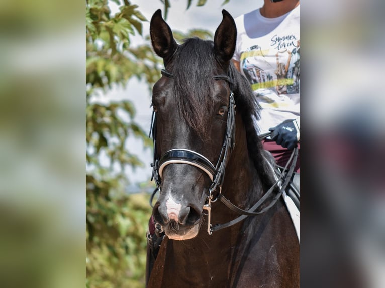 Lusitanos Hengst 9 Jahre 164 cm Rappe in Santa Perpetua de Mogoda
