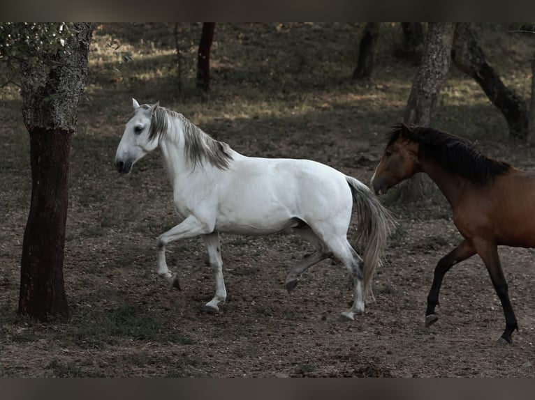 Lusitanos Hengst 9 Jahre 166 cm Schimmel in Rio Maior