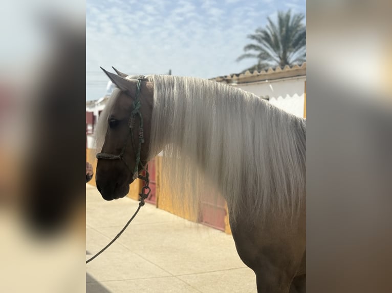 Lusitanos Mix Hengst 9 Jahre 167 cm Palomino in Cadiz