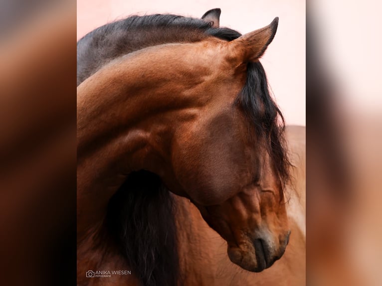 Lusitanos Hengst 9 Jahre 168 cm Brauner in Ludwigsfelde