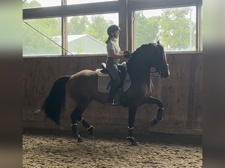 Lusitanos Mix Hengst 9 Jahre 168 cm Brauner in Ludwigsfelde