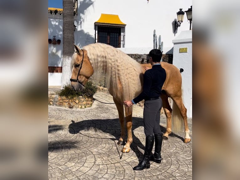 Lusitanos Mix Hengst 9 Jahre 168 cm Palomino in Gerena