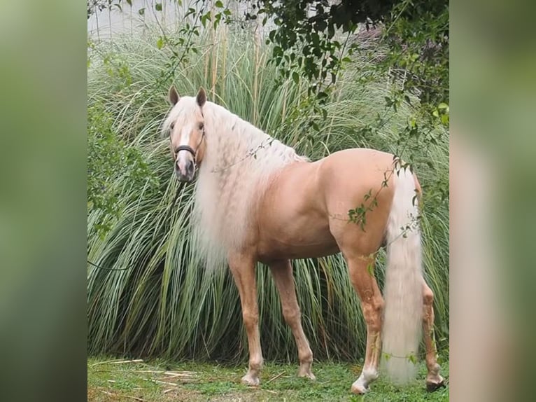Lusitanos Mix Hengst 9 Jahre 168 cm Palomino in Gerena
