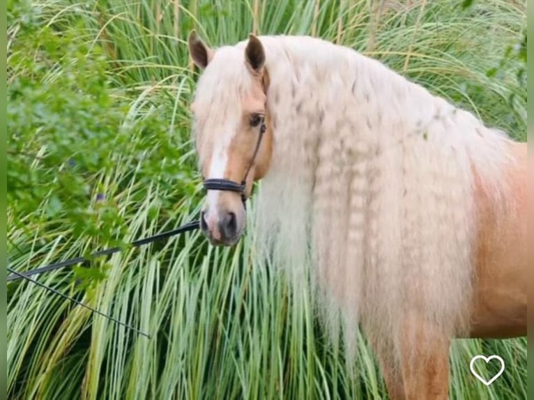 Lusitanos Mix Hengst 9 Jahre 168 cm Palomino in Gerena