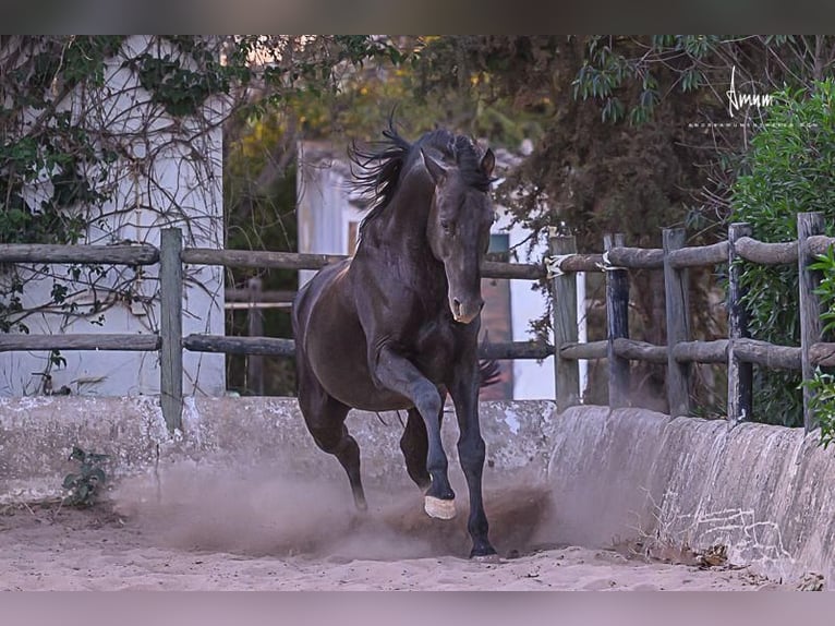 Lusitanos Hengst 9 Jahre 168 cm Rappe in Odiáxere