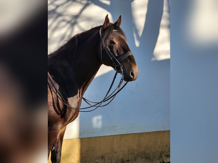 Lusitanos Hengst 9 Jahre 170 cm Buckskin in TROFA