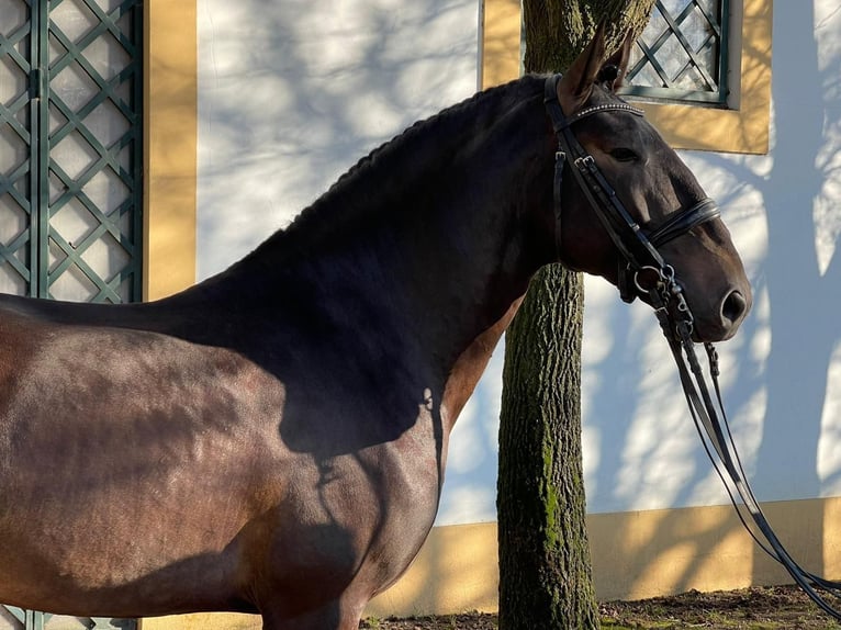 Lusitanos Hengst 9 Jahre 170 cm Buckskin in TROFA