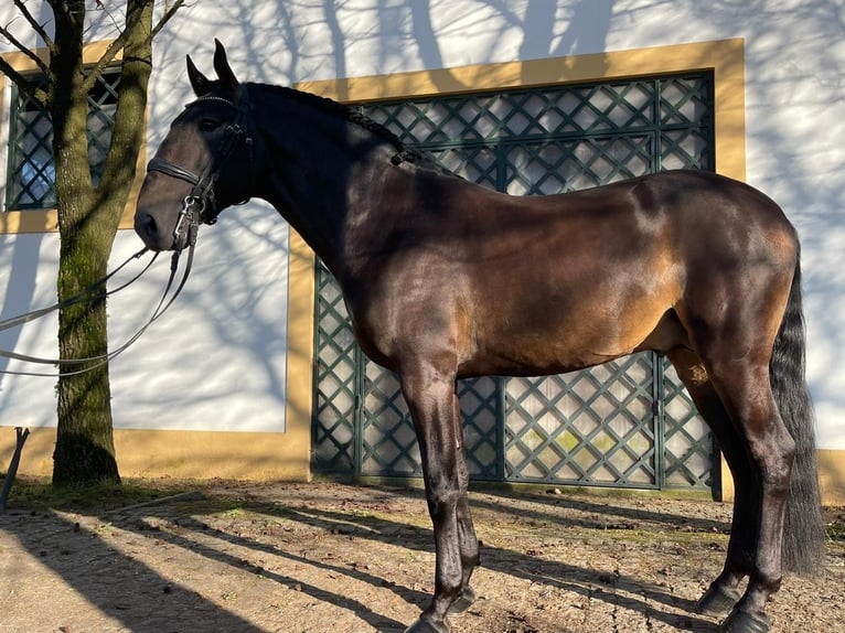 Lusitanos Hengst 9 Jahre 170 cm Buckskin in TROFA