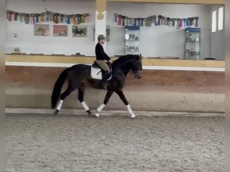 Lusitanos Hengst 9 Jahre 170 cm Buckskin in TROFA