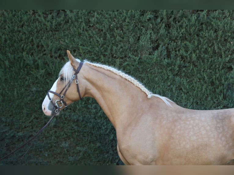 Lusitanos Mix Hengst 9 Jahre 170 cm Pearl in La Rinconada