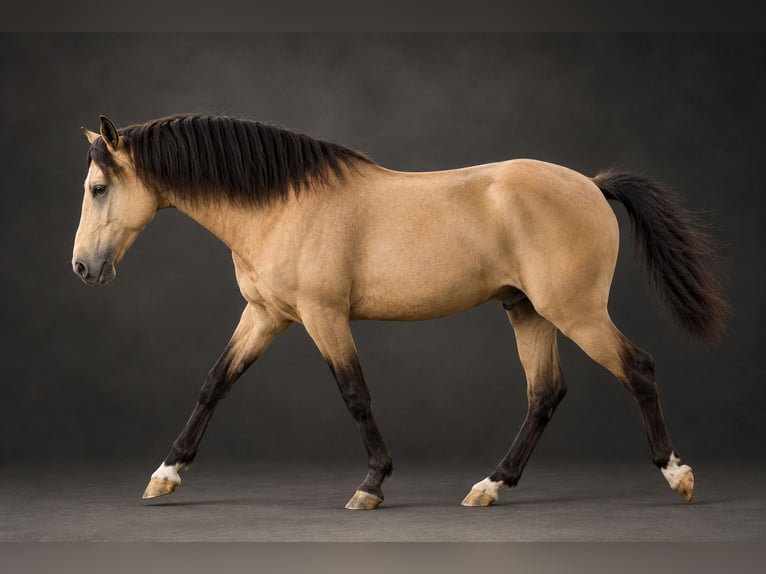 Lusitanos Hengst Brauner in Ponte de Lima