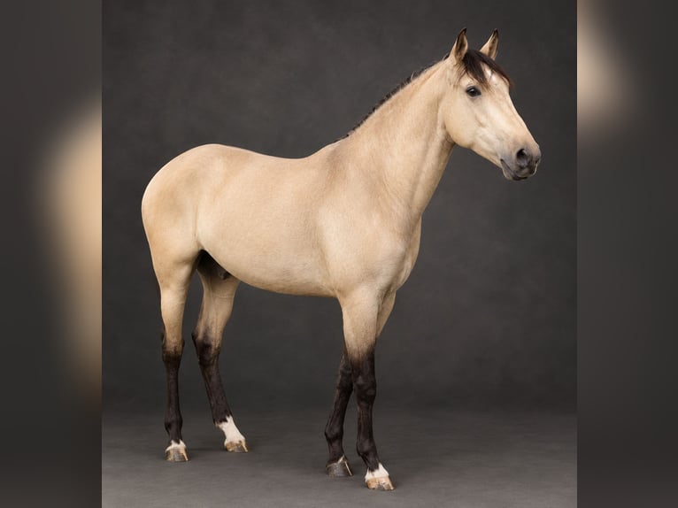 Lusitanos Hengst Brauner in Ponte de Lima
