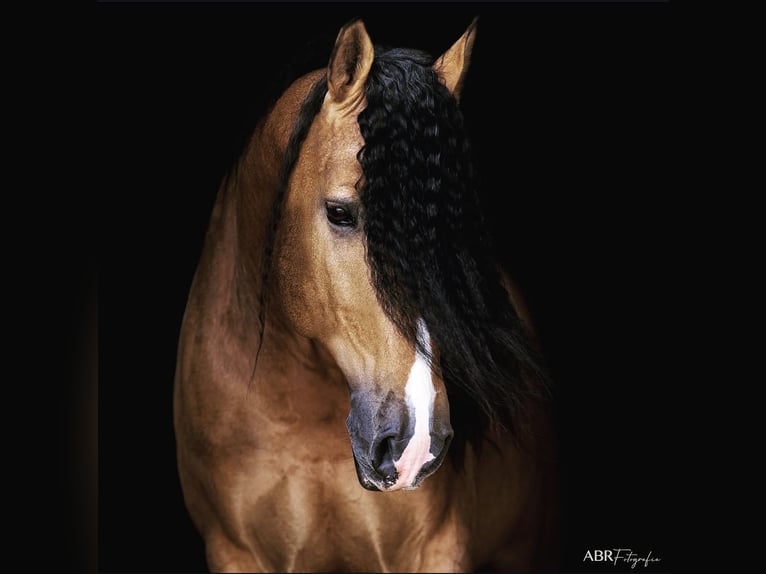 Lusitanos Hengst Buckskin in Konstanz