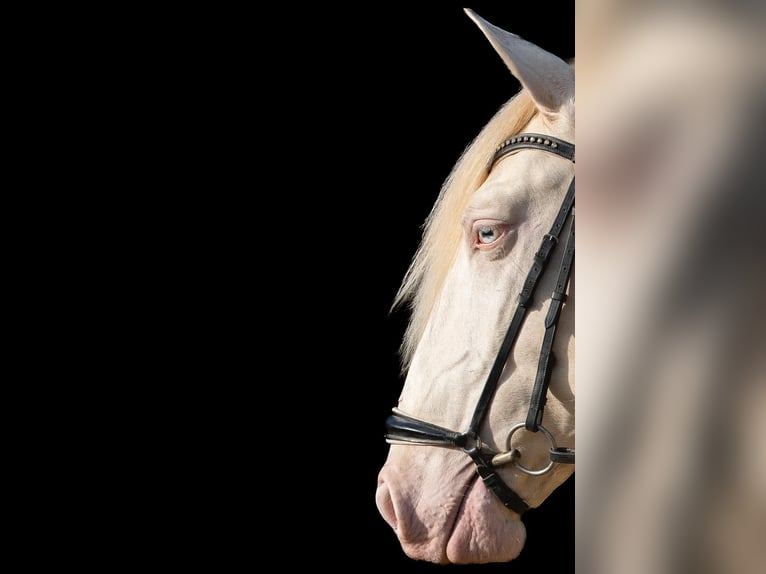 Lusitanos Hengst Cremello in Los Barrios