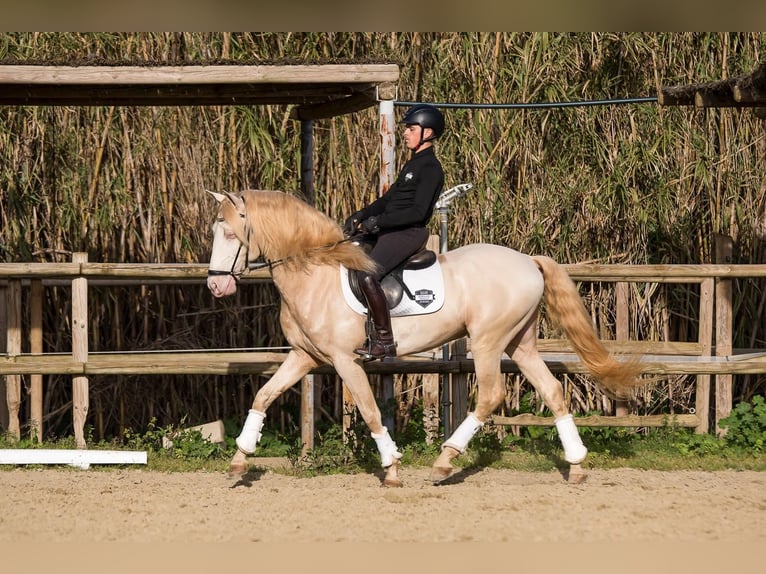 Lusitanos Hengst Cremello in Los Barrios