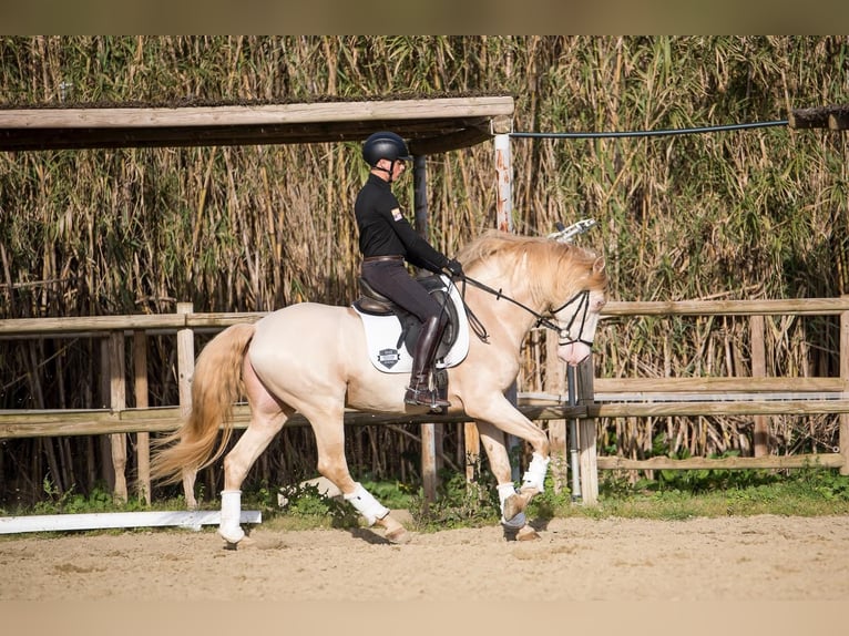 Lusitanos Hengst Cremello in Los Barrios