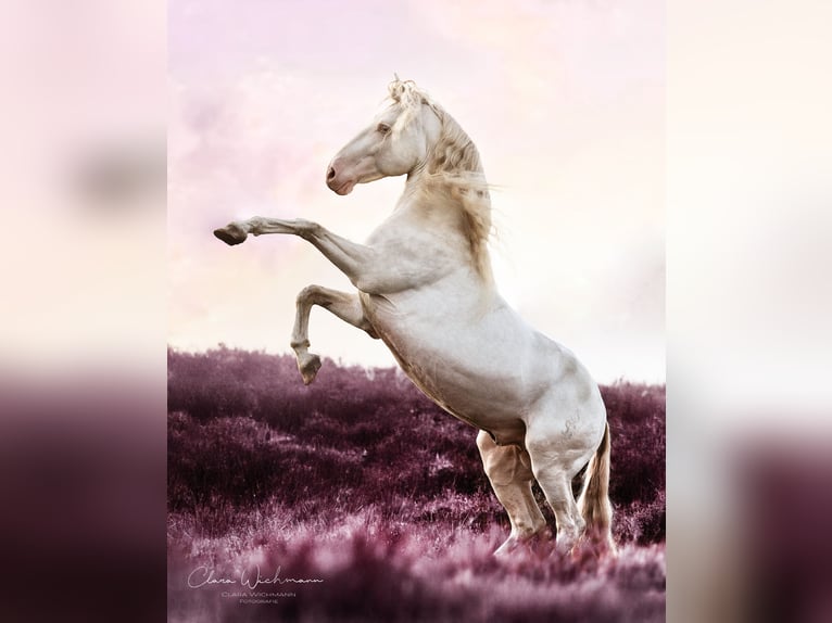 Lusitanos Hengst Cremello in Ganderkesee