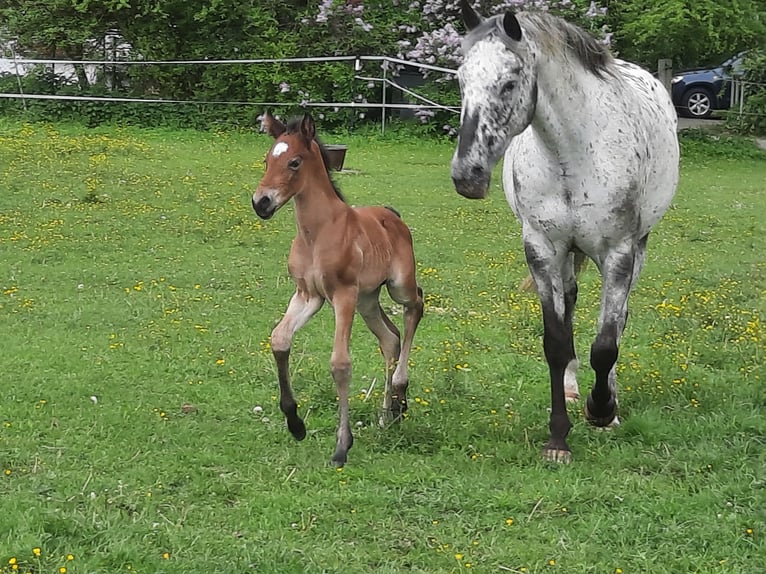 Lusitanos Mix Hengst Fohlen (05/2026) 158 cm Brauner in Geretsried