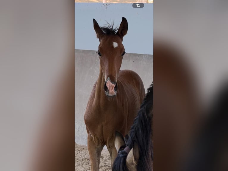 Lusitanos Hengst Fohlen (05/2026) 160 cm Brauner in Vila Viçosa