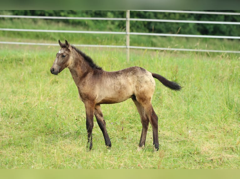 Lusitanos Mix Hengst  160 cm Braunfalbschimmel in Waldshut-Tiengen