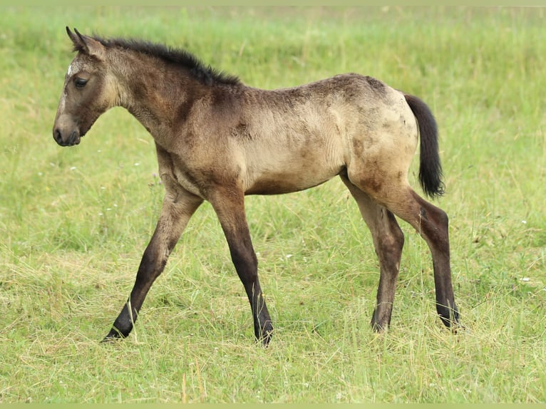 Lusitanos Mix Hengst  160 cm Braunfalbschimmel in Waldshut-Tiengen