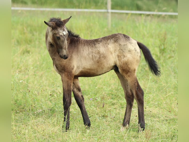 Lusitanos Mix Hengst  160 cm Braunfalbschimmel in Waldshut-Tiengen
