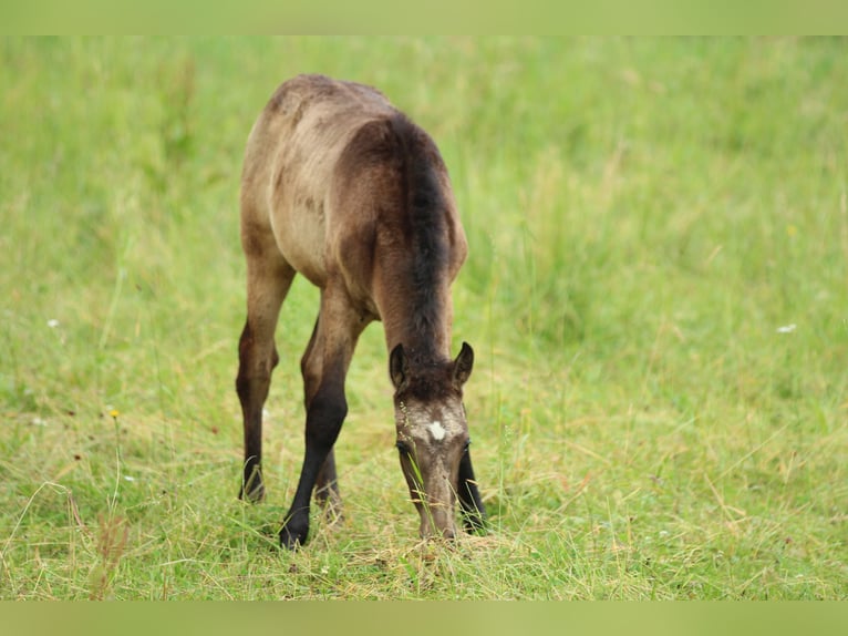 Lusitanos Mix Hengst  160 cm Braunfalbschimmel in Waldshut-Tiengen