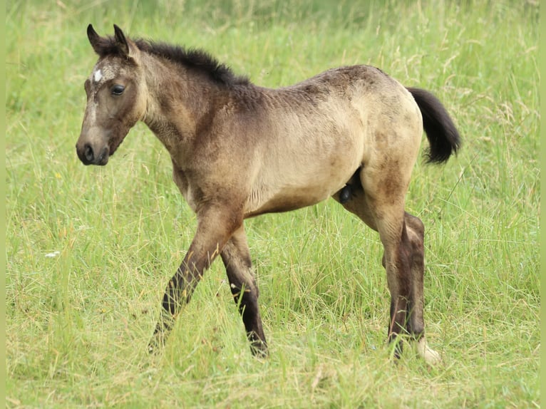 Lusitanos Mix Hengst  160 cm Braunfalbschimmel in Waldshut-Tiengen