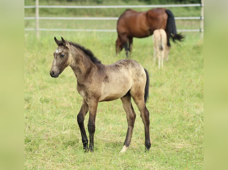 Lusitanos Mix Hengst  160 cm Braunfalbschimmel in Waldshut-Tiengen