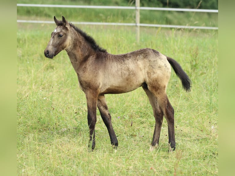 Lusitanos Mix Hengst  160 cm Braunfalbschimmel in Waldshut-Tiengen