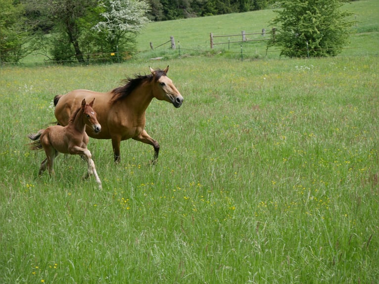Lusitanos Hengst Fohlen (05/2026) 160 cm Dunkelfuchs in Geretsried