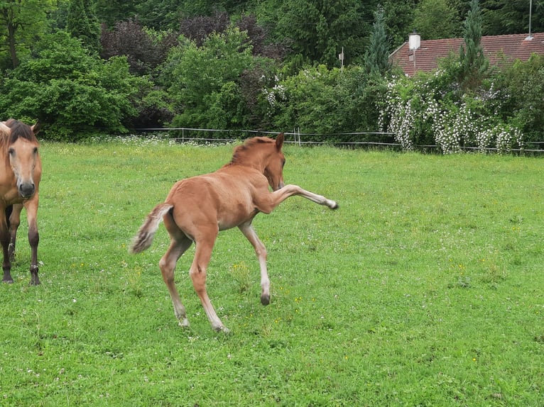Lusitanos Hengst Fohlen (05/2026) 160 cm Dunkelfuchs in Geretsried