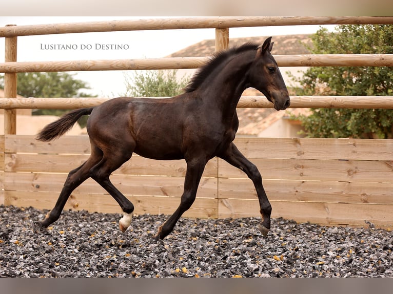 Lusitanos Mix Hengst Fohlen (03/2026) 160 cm Rappe in Générac