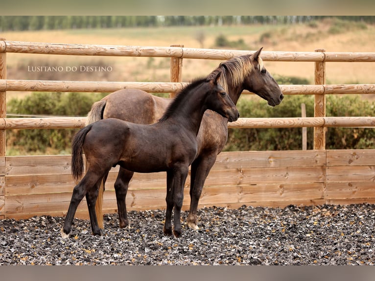 Lusitanos Mix Hengst Fohlen (03/2026) 160 cm Rappe in Générac