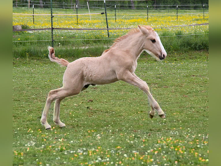 Lusitanos Hengst Fohlen (03/2025) 160 cm Red Dun in Fuchstal