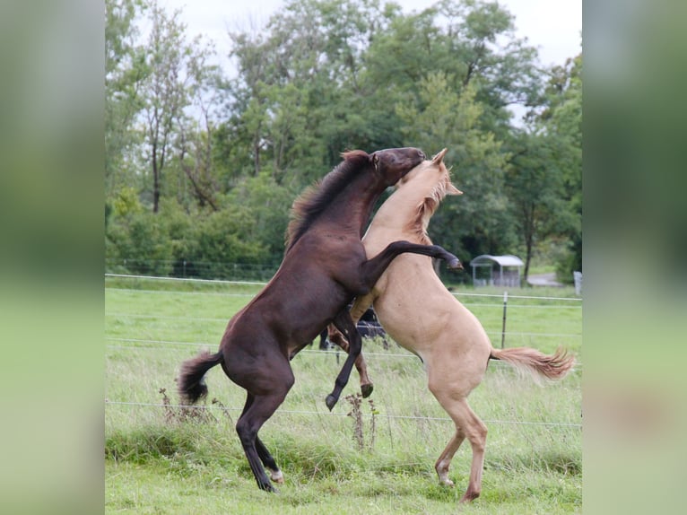 Lusitanos Hengst Fohlen (03/2025) 160 cm Red Dun in Fuchstal
