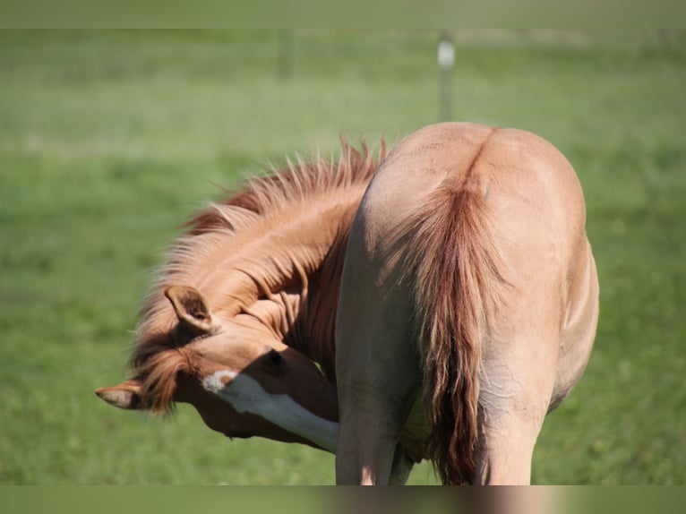 Lusitanos Hengst Fohlen (03/2025) 160 cm Red Dun in Fuchstal